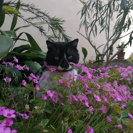 Punta Appartement Pula