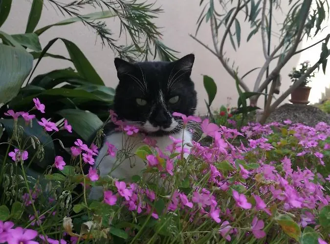 Punta Διαμέρισμα Πούλα